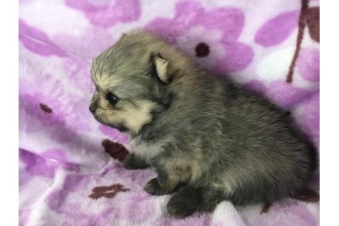 成約済の愛知県のポメラニアン-28159の1枚目